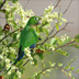Aztec (Olive-throated) Parakeet