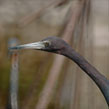 Little Blue Heron Profile